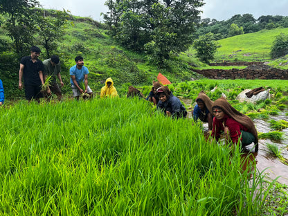 Balwad Baug Organic इंद्रायणी तांदूळ 500GM