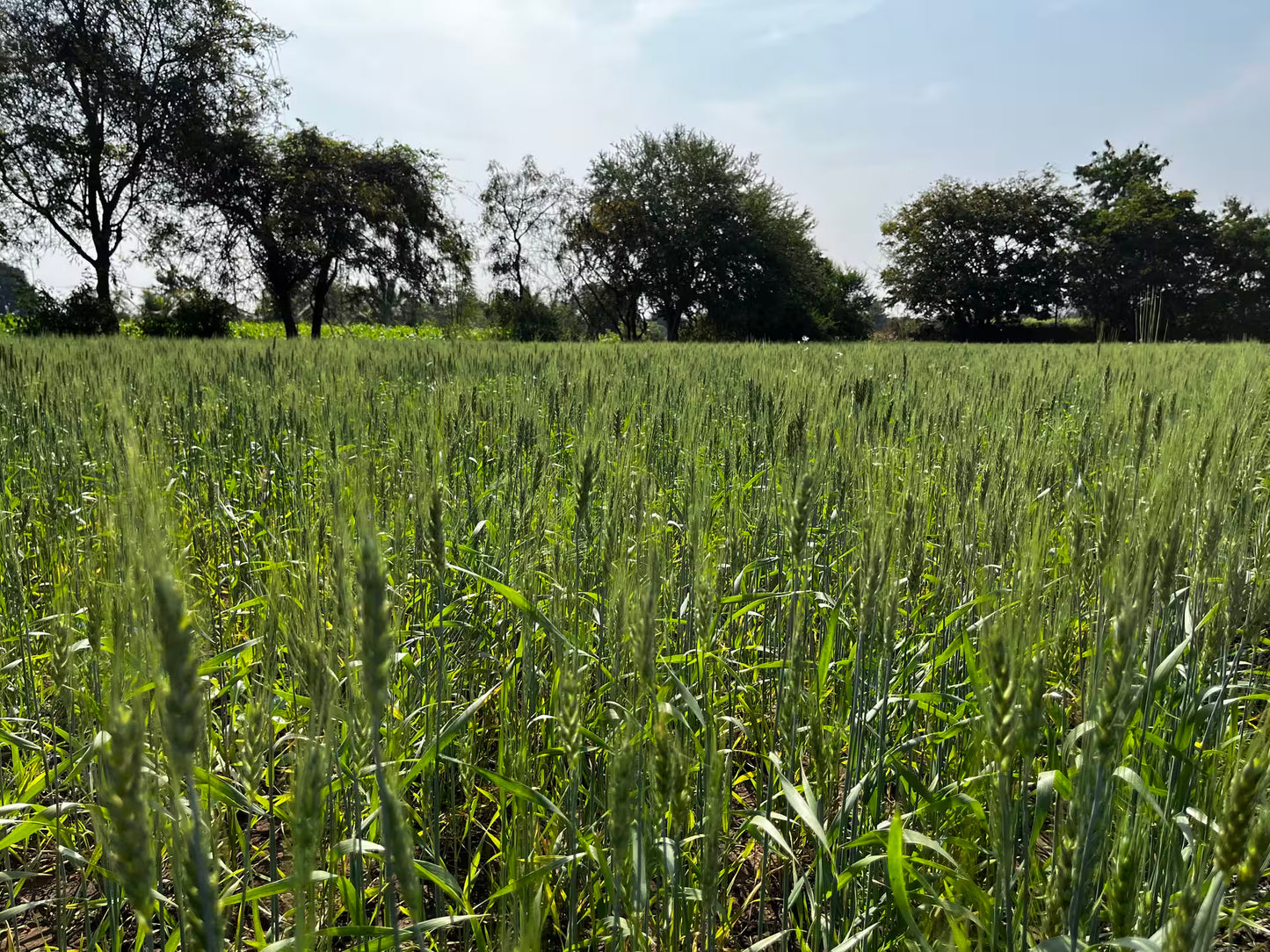 Pruthvi Organic Lokwan Wheat 1KG