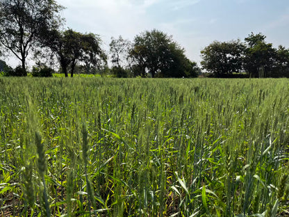 Pruthvi Organic Lokwan Wheat 1KG