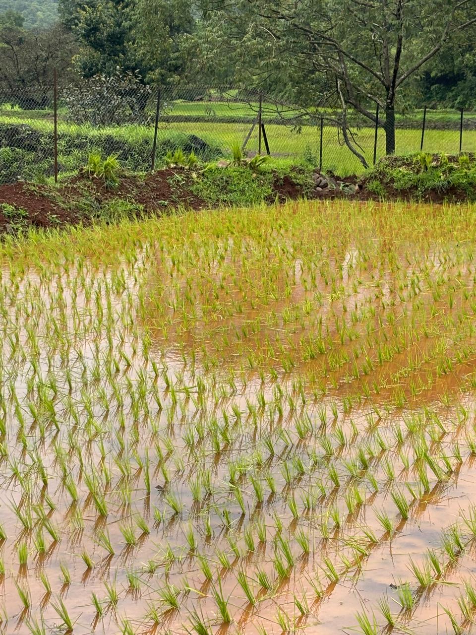 Balwad Baug Organic इंद्रायणी तांदूळ 500GM