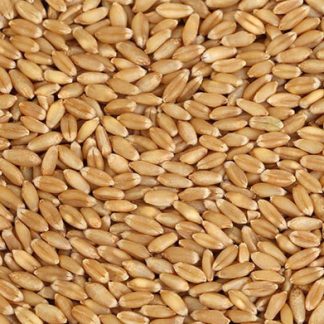Pruthvi Organic Lokwan Wheat 1KG